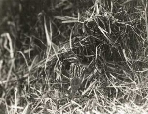 Braunkehlchen (Saxicola rubetra L.), Weibchen am Nest