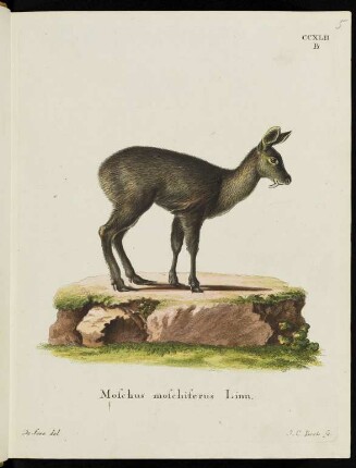 CCXLII B Moschus moschiferus Linn.