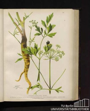 Petroselinum sativum Linné. Petersilie.