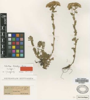 Achillea grata Fenzl