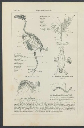 Tafel 44-45. Vögel (Allgemeines).