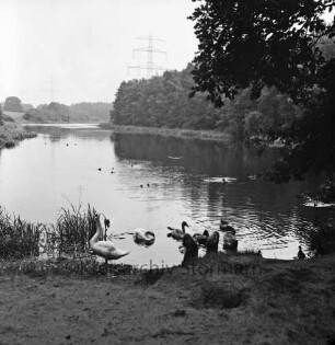 Hoisbüttel: Lottbek: Lottbeker Stausee: vorn Schwäne und Wassergeflügel im Wasser: links Schilf: am gegenüberliegenden Ufer Bäume: hinten Mitte Strommasten der Überlandleitung
