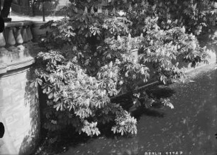 Kastanienblüte am Lützowufer