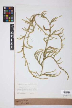 Lycopodium clavatum clavatum L.