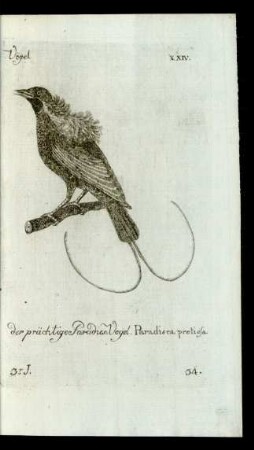 34. der prächtige Paradies-Vogel. Paradisea pretiosa.