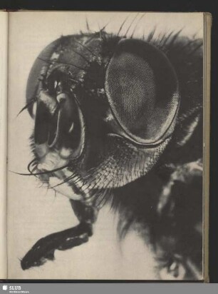 Porträt der Stubenfliege, Musca domestica