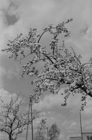 Baumblüte und Landschaftsansichten : Blühender Obstbaum