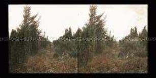 Totengrund und Wacholderschlucht, Wilsede