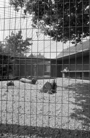 Raubtiere im Karlsruher Zoo