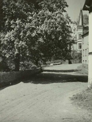 Liebau, blühender Kastanienbaum am Rittergut