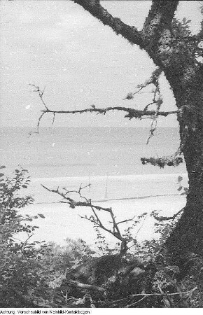 Dranske-Nonnevitz, Ostseeurlaub, Lagerfeuer, Holunder, 1955