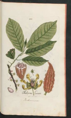 450. Theobroma Cacao