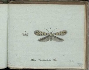Tinea Blancardella Fabr. [bis] Syrphus noctilucus Fabr.