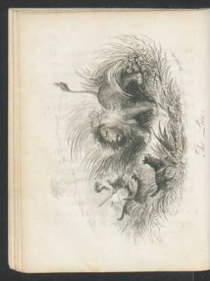 Tafel: The Lion.