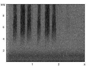 Brauner Grashüpfer | Chorthippus brunneus - Stridulation