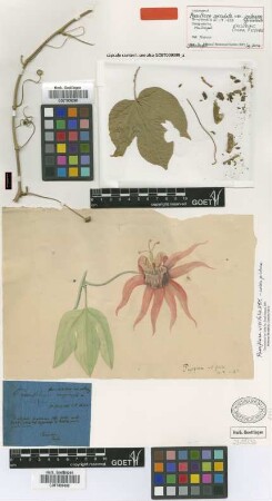 Passiflora serrulata Jacq. var. Griseb. pubescens[lectotype]