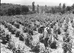Karlovo: Weinbauer spritzt Wein