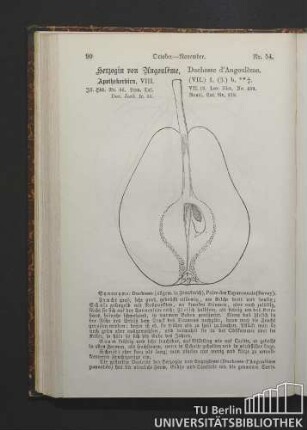 Nr. 54. October - November. Herzogin von Angoulème, Duchesse d'Angoulème. Apothekerbirn.