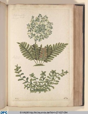 Ruta muravia. Eadem quae No 45. | Polypodium minus.