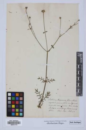 Scabiosa