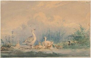 Entenfamilie auf dem Teich