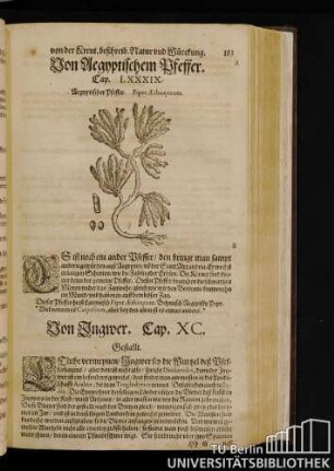 Cap. LXXXIX. Von Aegyptischem Pfeffer.