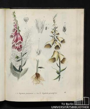 1. - 8. Digitalis purpurea. / 9. und 10. Digitalis grandiflora.