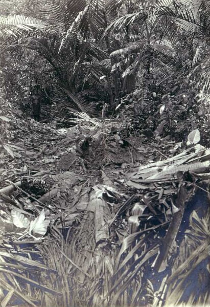 "Path through the lagoon swamp northwards Murik."