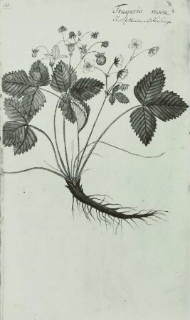 Pflanzenhandschrift: Rosengewächse - Rosaceae, Walderdbeere - Fragaria vesca L. blühend und fruchtend