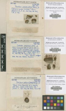 Ditrichum pallidum (Hedw.) Hampe