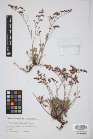 Limonium pectinatum (Ait.) Kuntze var. solandri (Webb & Berth.) Kuntze