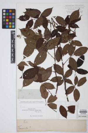 Rubus