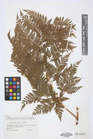 Culcita macrocarpa C. Presl