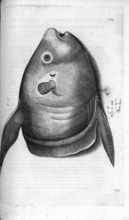 Mola