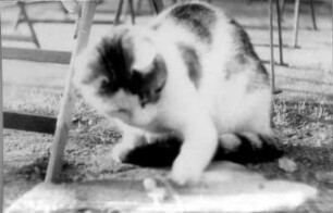 Spielende Katze