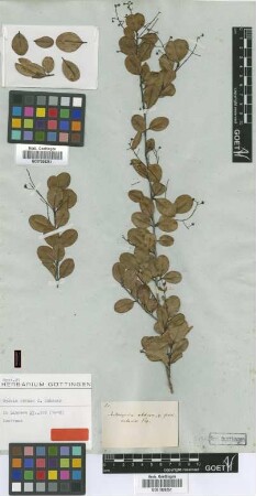 Aulomyrcia obtusa (Schauer) O.Berg var. O.Berg panicularis[type]