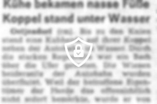 Kühe bekamen nasse Füße - Koppel stand unter Wasser