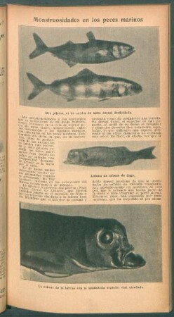 Monstruosidades en los peces marinos