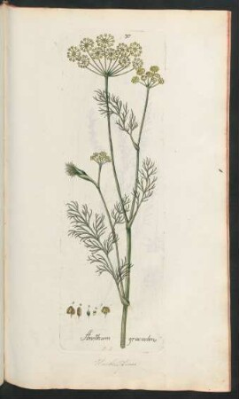 317. Anethum graveolens