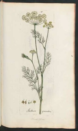317. Anethum graveolens