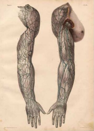 Obere Lymphgefäße am Arm