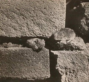 Feldmaus (Microtus arvalis Pallas). Zwei Tiere vor ihrem Schlupfwinkel in einer Mauer