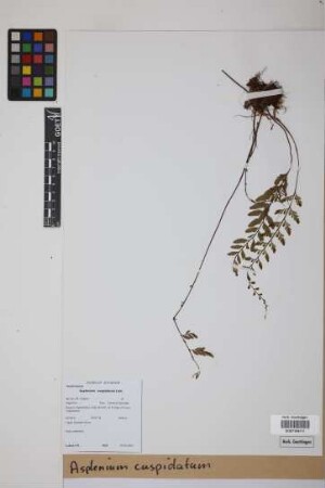 Asplenium cuspidatum Lam.