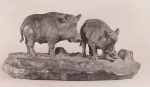 Wildschweingruppe