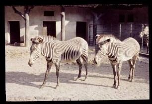 Zoo Grevy-Zebras 28.7.62.