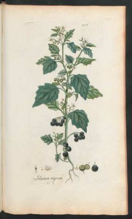 377. Solanum nigrum