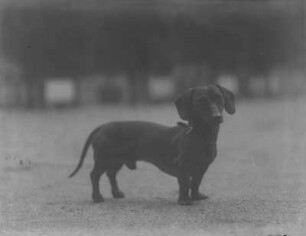 Dachshund : Ein Kurzhaar-Dackel mit dem Namen Puck.