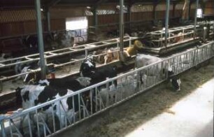 Fotografie: Liegeboxenlaufstall, Futtervorlage, Fressgitter, Fressbereich