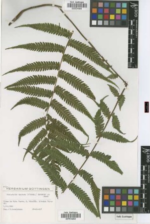 Christella dentata (Forsskal) Brownsey & Jermy