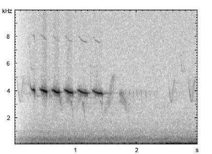 Weidenmeise | Poecile montanus - Gesang